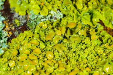 Xanthoria parietina - Odessa 'da bir ağaç dalında sarı-yeşil liken