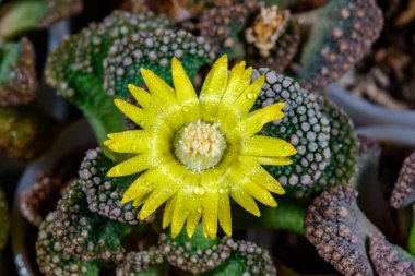 Titanopsis calcarea - yellow flowered succulent African plant in a botanical collection clipart