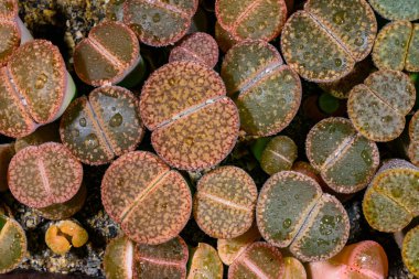 Mesembs Lithops sp. -  South African plant from Namibia in the botanical collection of super succulent plants clipart