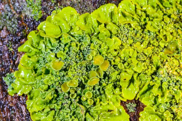 Xanthoria parietina - Odessa 'da bir ağaç dalında sarı-yeşil liken