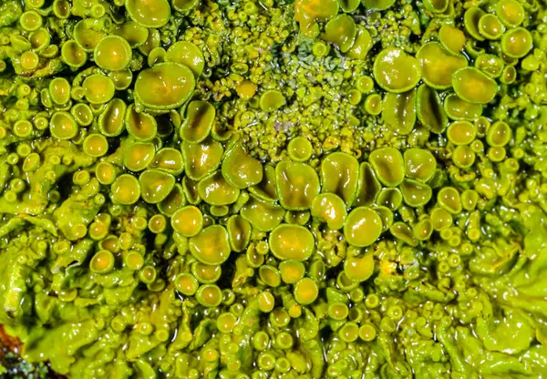 Xanthoria parietina - Odessa 'da bir ağaç dalında sarı-yeşil liken