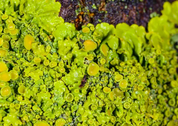 Xanthoria parietina - Odessa 'da bir ağaç dalında sarı-yeşil liken