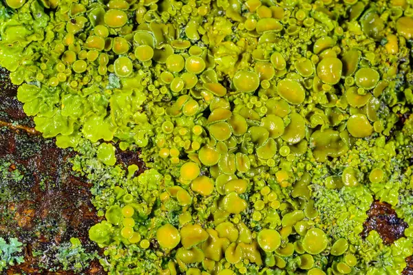 Xanthoria parietina - Odessa 'da bir ağaç dalında sarı-yeşil liken