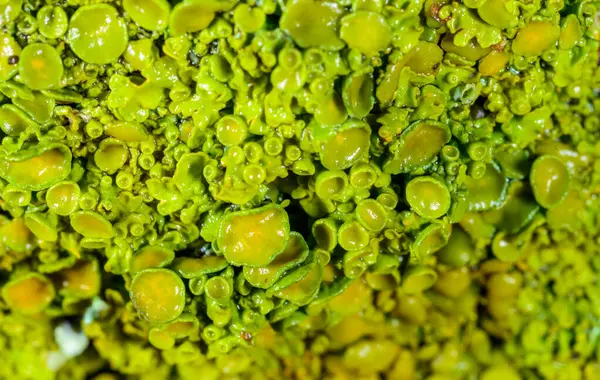 Xanthoria parietina - Odessa 'da bir ağaç dalında sarı-yeşil liken