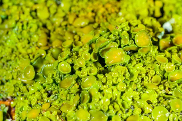 Xanthoria parietina - Odessa 'da bir ağaç dalında sarı-yeşil liken