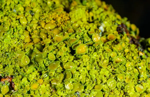 Xanthoria parietina - Odessa 'da bir ağaç dalında sarı-yeşil liken