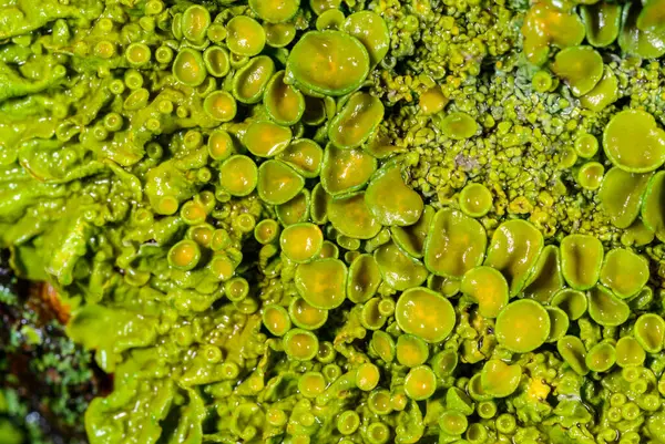 Xanthoria parietina - Odessa 'da bir ağaç dalında sarı-yeşil liken