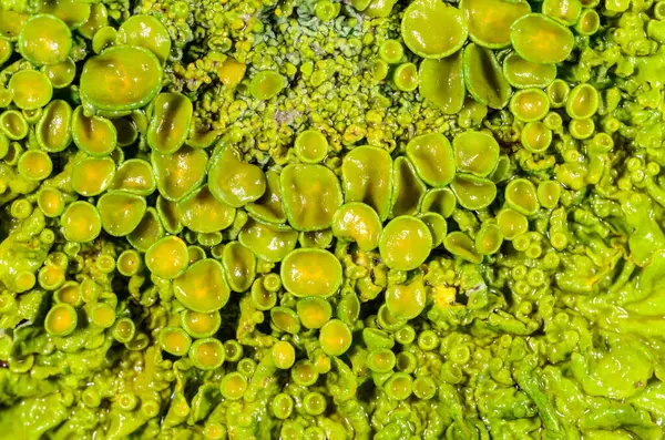 Xanthoria parietina - Odessa 'da bir ağaç dalında sarı-yeşil liken