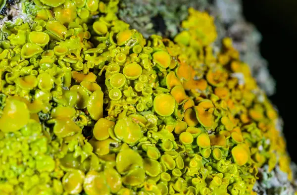 Xanthoria parietina - Odessa 'da bir ağaç dalında sarı-yeşil liken