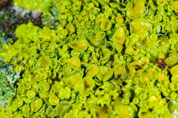 Xanthoria parietina - Odessa 'da bir ağaç dalında sarı-yeşil liken