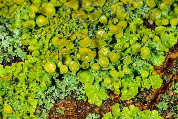 Xanthoria parietina - Odessa 'da bir ağaç dalında sarı-yeşil liken