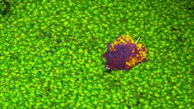 Ördek otuyla kaplı suya düşerken Lemna minör, ağaçların yaprakları yüzeyde yüzer.