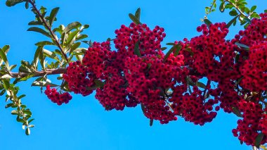 Pyracantha sp. - ornamental plant with red - yellow fruits with seeds against blue sky in garden clipart