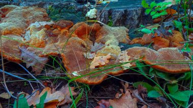 Phellinus Robustus - Odessa 'da bir bahçede yaşlı bir meşe ağacının üzerinde saprofitik ahşap mantar.