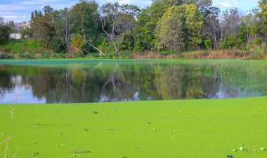 Yüzen su bitkileriyle kaplı sessiz bir gölün düz yüzeyi Wolffia, Ördek otu Lemna ve Pistia stratiotes, Ukrayna