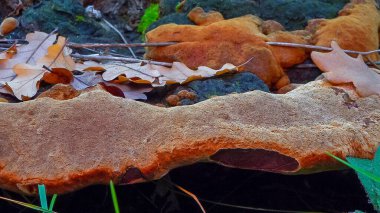 Phellinus Robustus - Odessa 'da bir bahçede yaşlı bir meşe ağacının üzerinde saprofitik ahşap mantar.
