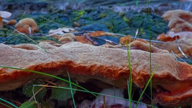 Phellinus Robustus - Odessa 'da bir bahçede yaşlı bir meşe ağacının üzerinde saprofitik ahşap mantar.