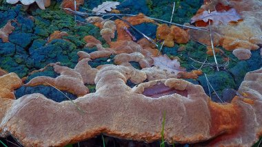 Phellinus Robustus - Odessa 'da bir bahçede yaşlı bir meşe ağacının üzerinde saprofitik ahşap mantar.