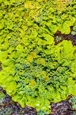 Xanthoria parietina - Odessa 'da bir ağaç dalında sarı-yeşil liken