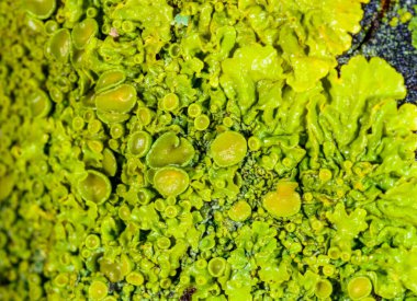 Xanthoria parietina - Odessa 'da bir ağaç dalında sarı-yeşil liken