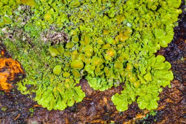 Xanthoria parietina - Ağaç dalında sarı-yeşil liken, sonbaharda eczanede eczane ve liken
