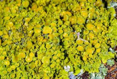 Xanthoria parietina - Ağaç dalında sarı-yeşil liken, sonbaharda eczanede eczane ve liken