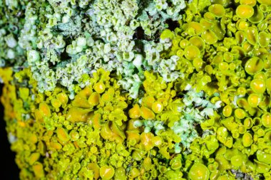 Xanthoria parietina - Odessa 'da bir ağaç dalında sarı-yeşil liken