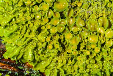 Xanthoria parietina - Odessa 'da bir ağaç dalında sarı-yeşil liken