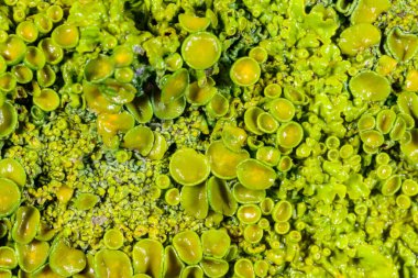 Xanthoria parietina - Ağaç dalında sarı-yeşil liken, sonbaharda eczanede eczane ve liken