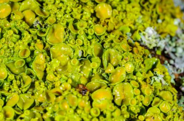 Xanthoria parietina - Odessa 'da bir ağaç dalında sarı-yeşil liken