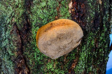 Phellinus sp. - young tinder fungus growing on an old apricot tree, Odessa clipart