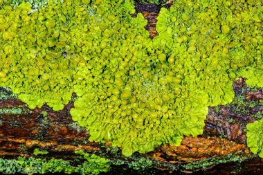 Xanthoria parietina - Odessa 'da bir ağaç dalında sarı-yeşil liken