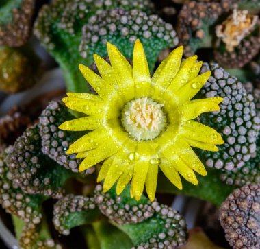 Titanopsis calcarea - yellow flowered succulent African plant in a botanical collection clipart