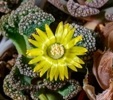 Titanopsis calcarea - yellow flowered succulent African plant in a botanical collection clipart