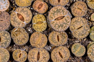 Mesembs Lithops sp. -  South African plant from Namibia in the botanical collection of super succulent plants clipart