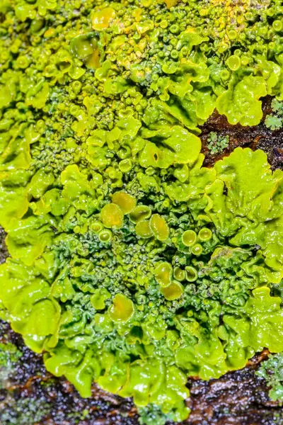 Xanthoria parietina - Odessa 'da bir ağaç dalında sarı-yeşil liken