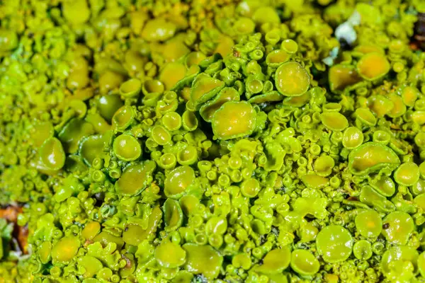 Xanthoria parietina - Ağaç dalında sarı-yeşil liken, sonbaharda eczanede eczane ve liken