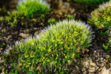 Grey-cushioned Grimmia pulvinata, green moss with young sporophytes on stones in spring clipart