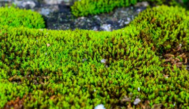 Yeşil yosun doğal kabuk taşlarında yetişir, Ukrayna