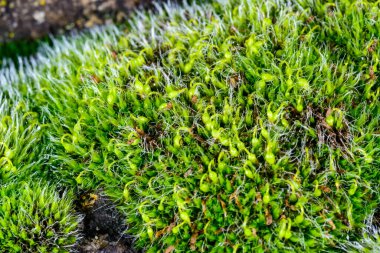 Gri yastıklı Grimmia pulvinata, baharda taşların üzerinde genç sporofitler olan yeşil yosun.