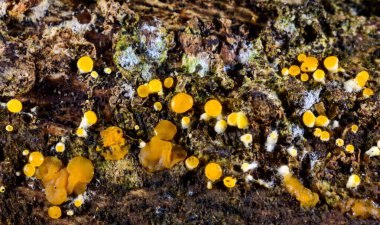 Nectria cinnabarina, saprotrofik kırmızı mantar çürüyen yaprak döken ahşap