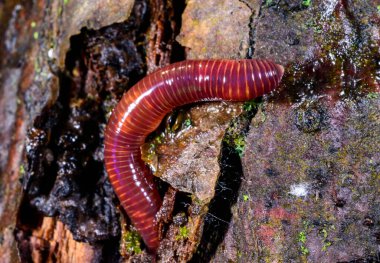 Red earthworm in a hole in the ground under the stump of an old tree clipart