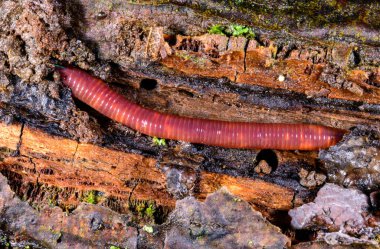 Red earthworm in a hole in the ground under the stump of an old tree clipart