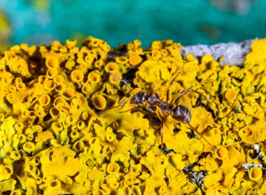 Formica fusca, ant on coastal lichen in the garden in autumn, Ukraine clipart