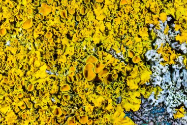 Xanthoria parietina, sonbaharda liken sporları ve perithecia olan üreme organları.
