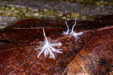 Hyphae of a saprotrophic fungus on a rotting leaf in autumn clipart