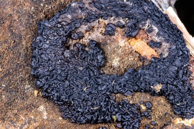 Exidia nigrican 'ları, saprotrofik mantarlar büyük bir yaprak döken ağacın eski bir kütüğünde yetişiyor.