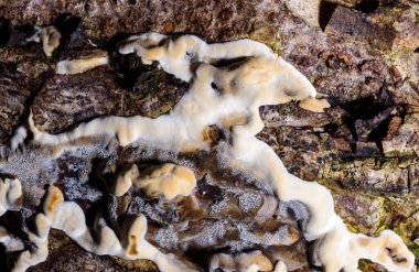 Bjerkandera fumosa, saprotrofik mantar büyük bir yaprak döken ağacın eski bir kütüğünde büyüyor.