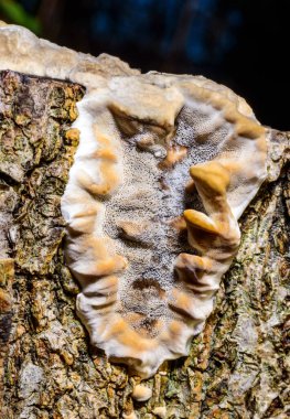 Bjerkandera fumosa, saprotrophic fungus growing on an old rotten stump of a large deciduous tree clipart