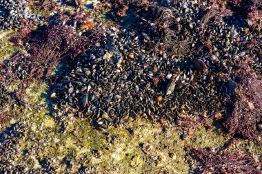 Karadeniz 'de güçlü su dalgaları, kıyı midyeleri - Mytilus dörtnala su seviyesinin üstündeydi, havada yumuşakçaların ölümü
